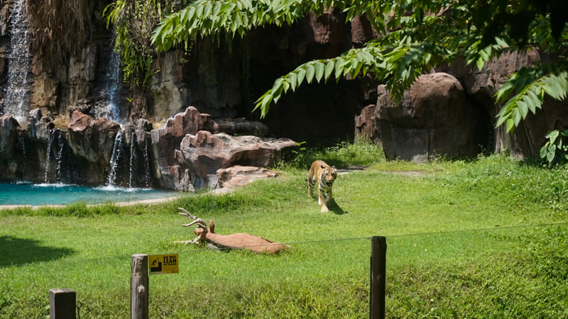 Bali Safari and Marine Park