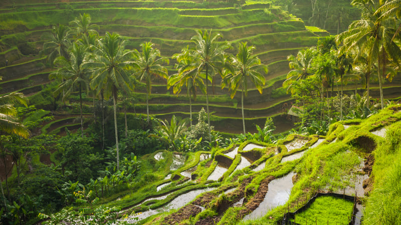 Tegallalang Rice Terraces